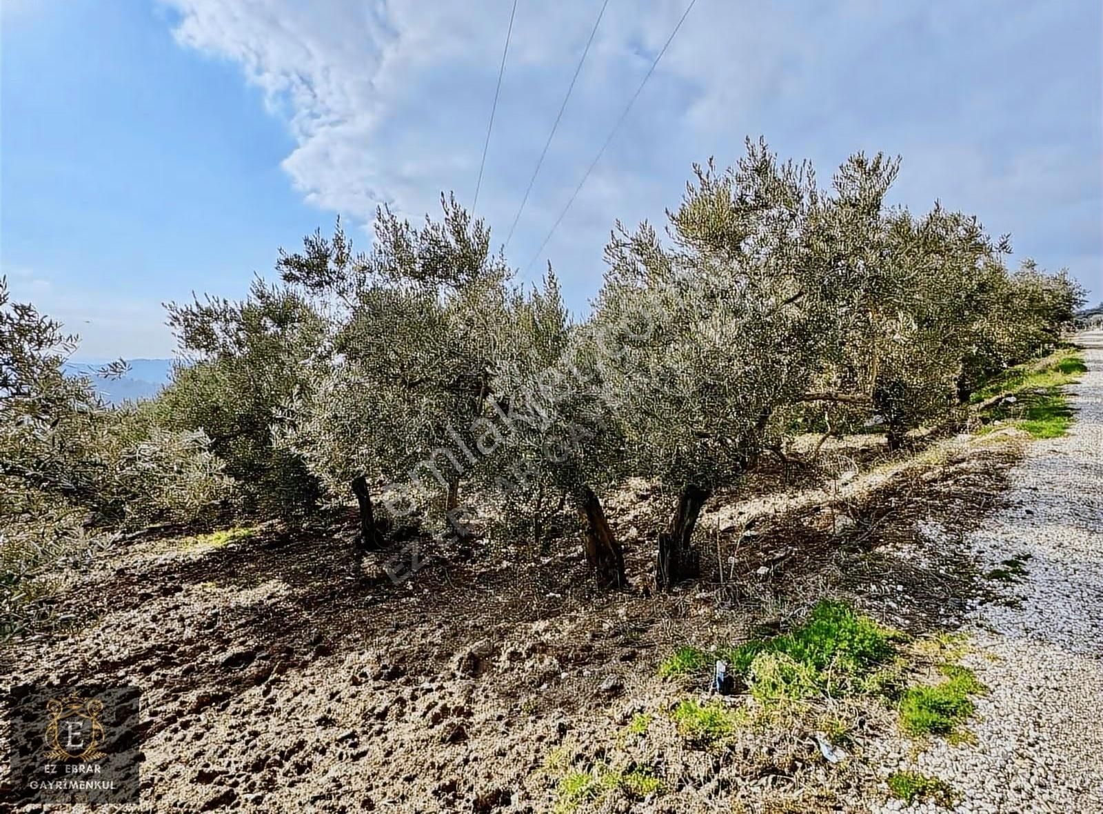 Mudanya İpekyaylada Yola Cepheli Satılık Zeytinlik - Görsel 2