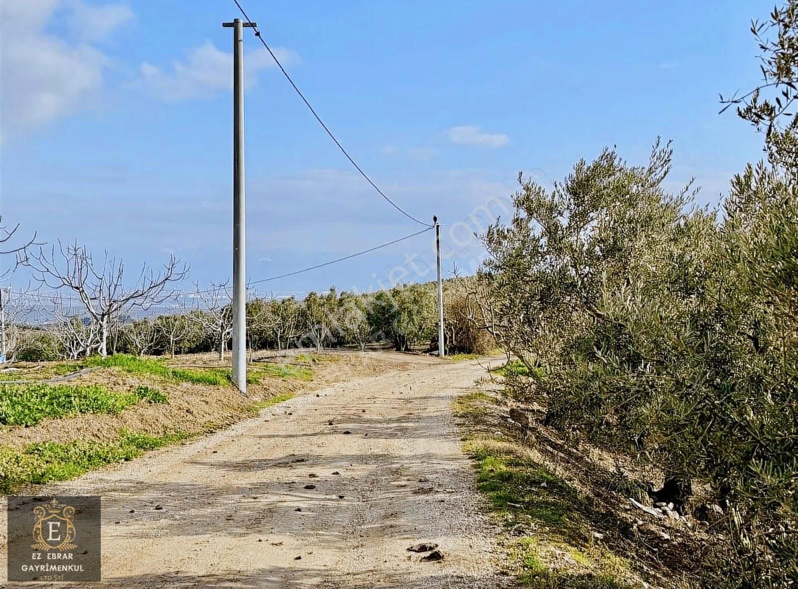 Mudanya İpekyaylada Yola Cepheli Satılık Zeytinlik - Görsel 20