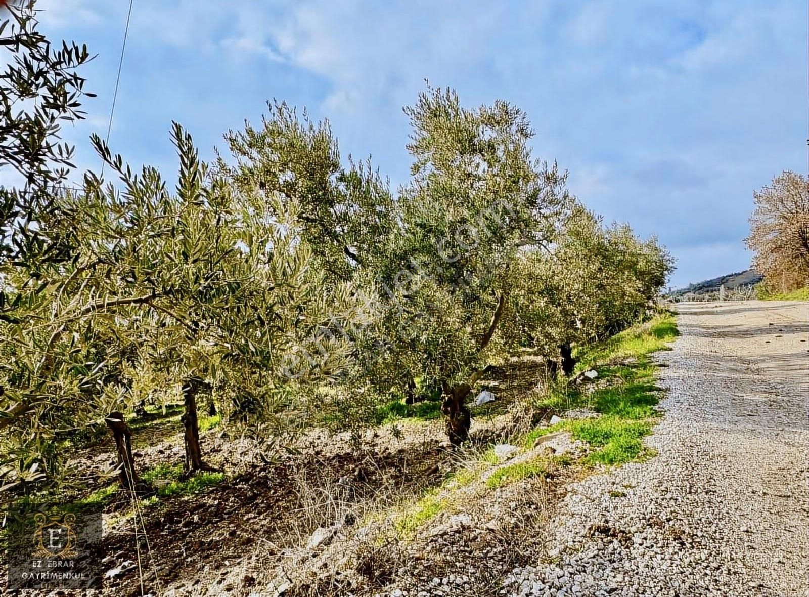 Mudanya İpekyaylada Yola Cepheli Satılık Zeytinlik - Görsel 9