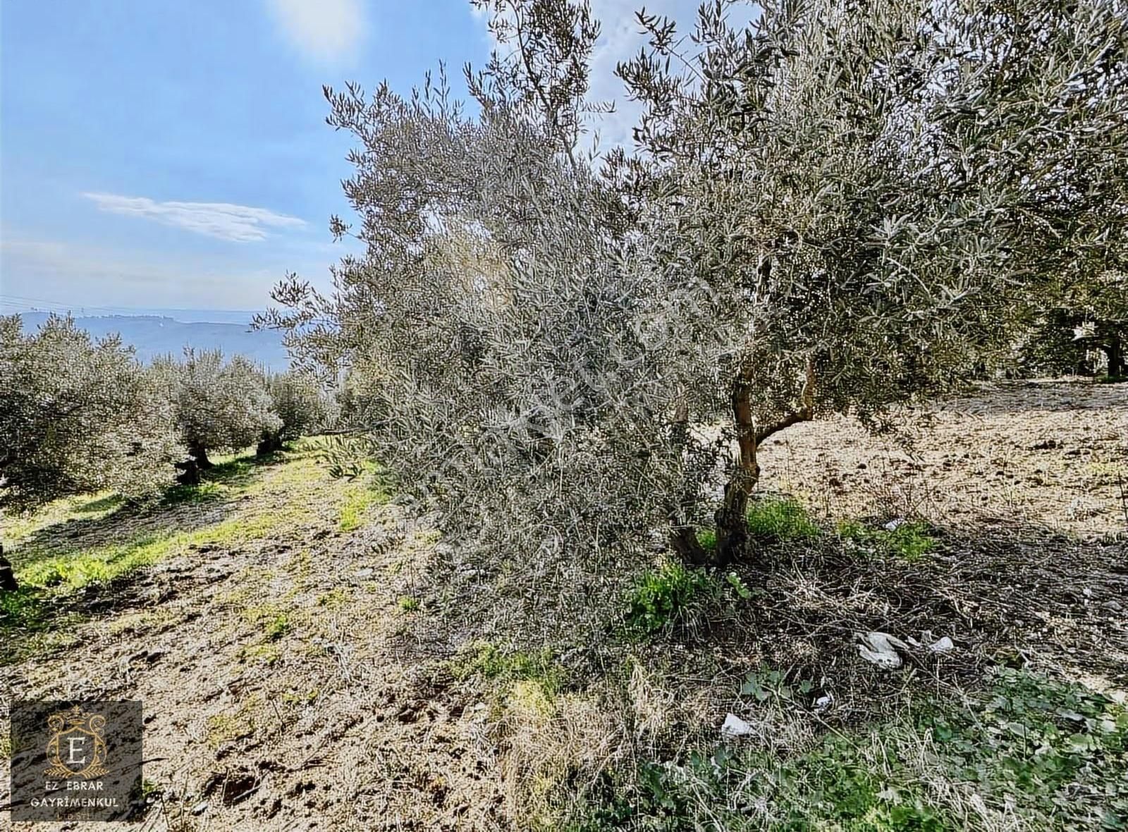 Mudanya İpekyaylada Yola Cepheli Satılık Zeytinlik - Görsel 13