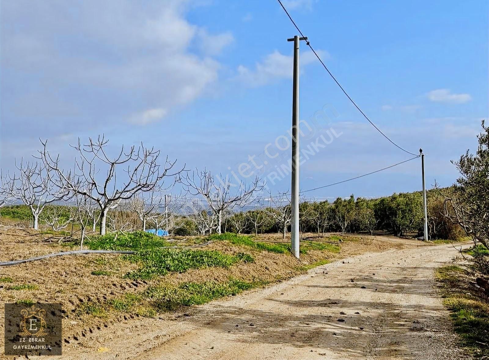 Mudanya İpekyaylada Yola Cepheli Satılık Zeytinlik - Görsel 28