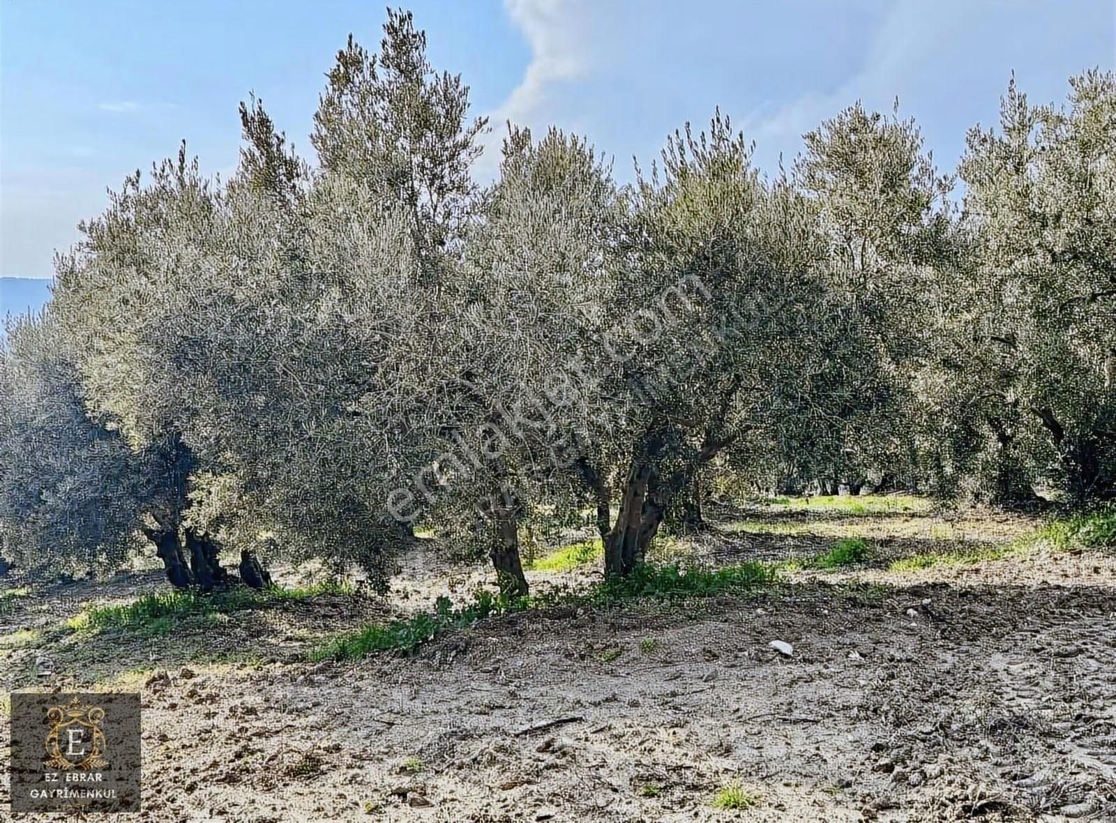 Mudanya İpekyaylada Yola Cepheli Satılık Zeytinlik - Görsel 25