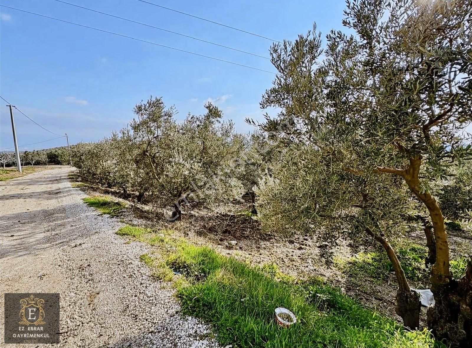 Mudanya İpekyaylada Yola Cepheli Satılık Zeytinlik - Görsel 21