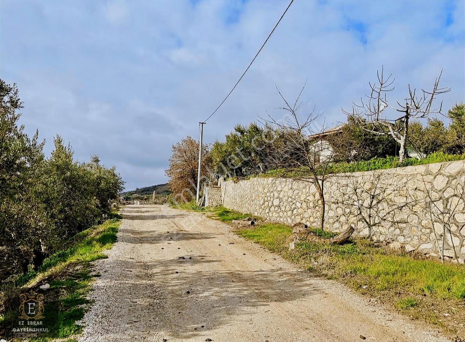 Mudanya İpekyaylada Yola Cepheli Satılık Zeytinlik - Görsel 6