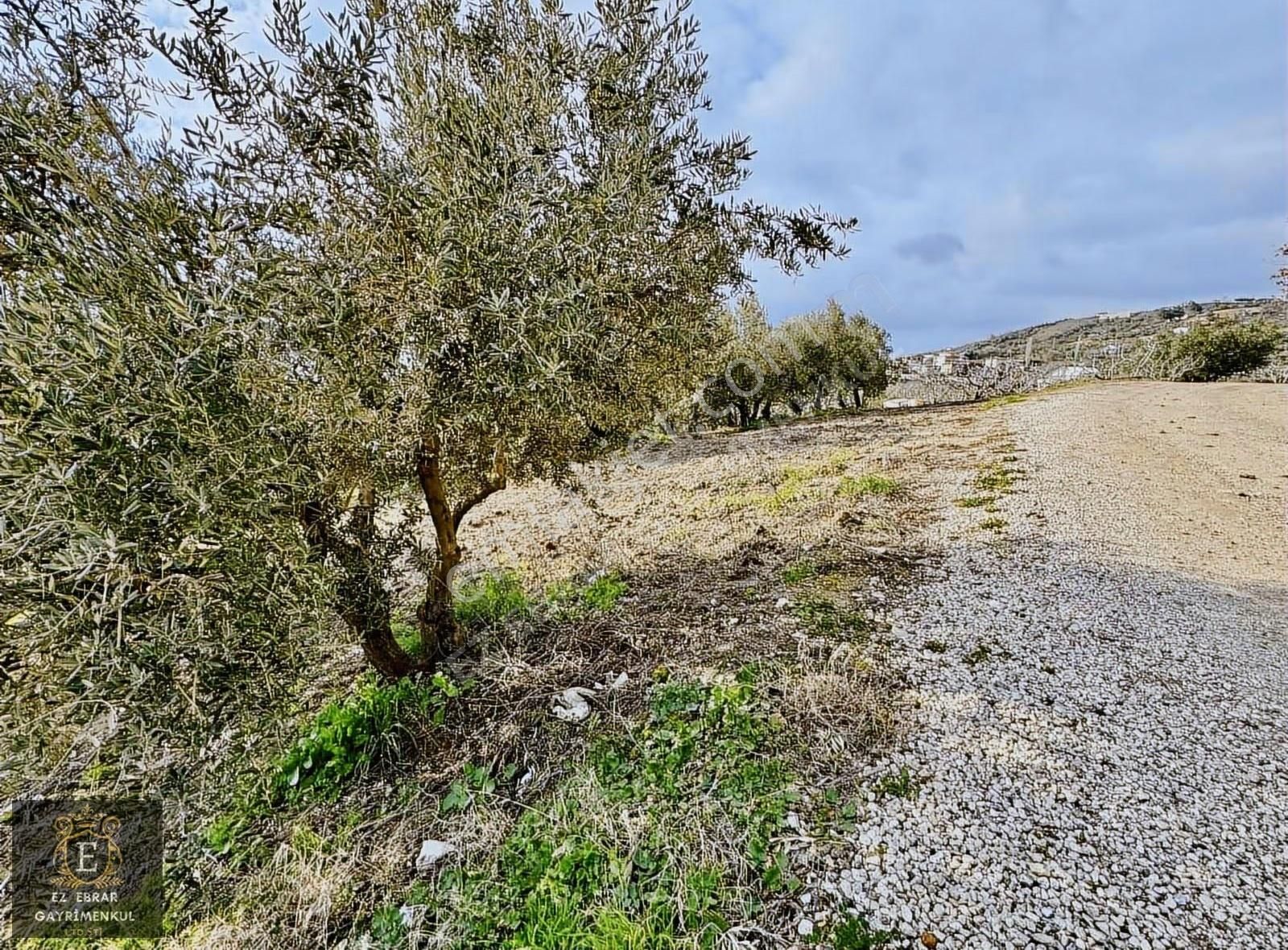 Mudanya İpekyaylada Yola Cepheli Satılık Zeytinlik - Görsel 7