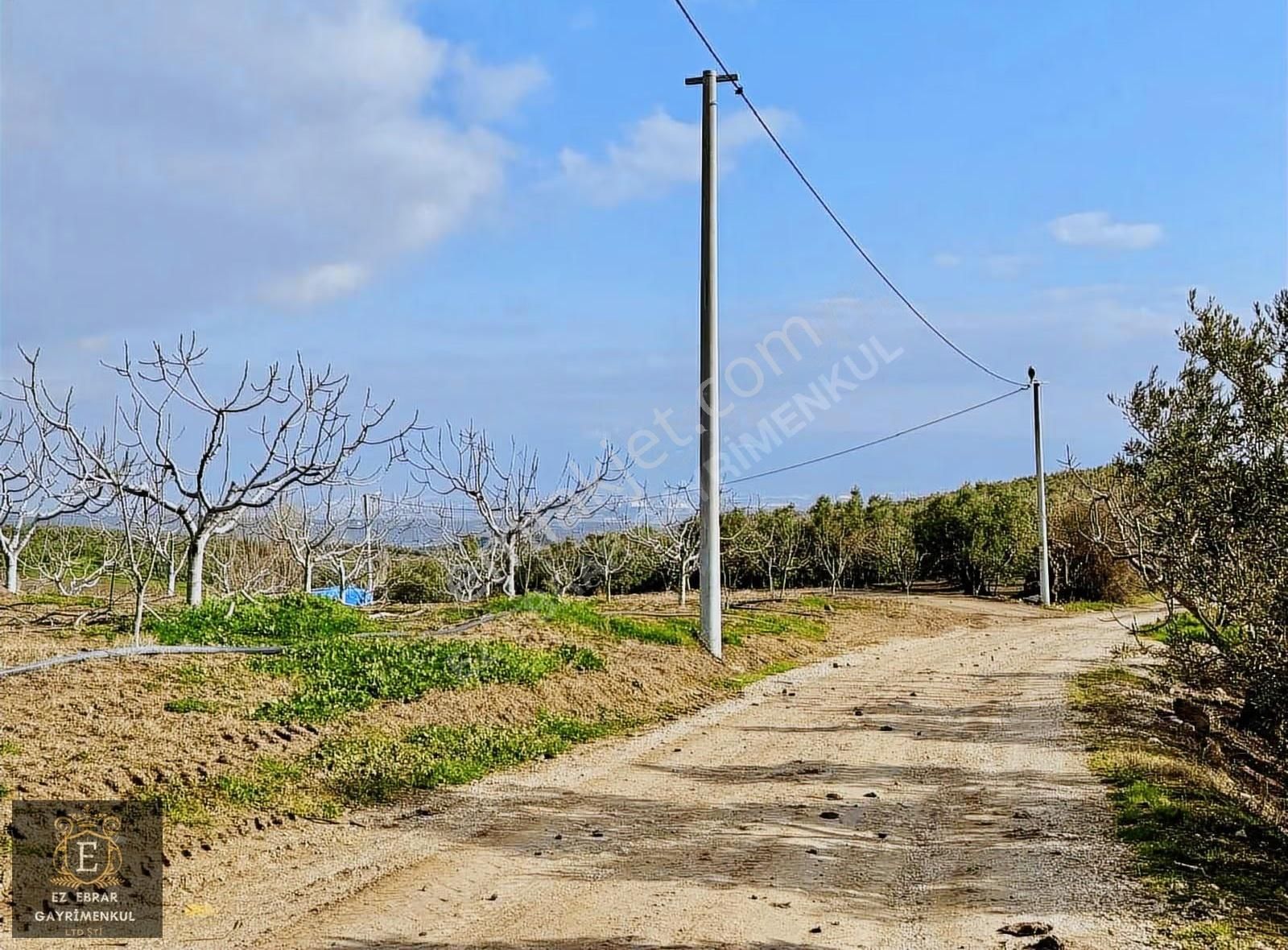 Mudanya İpekyaylada Yola Cepheli Satılık Zeytinlik - Görsel 17