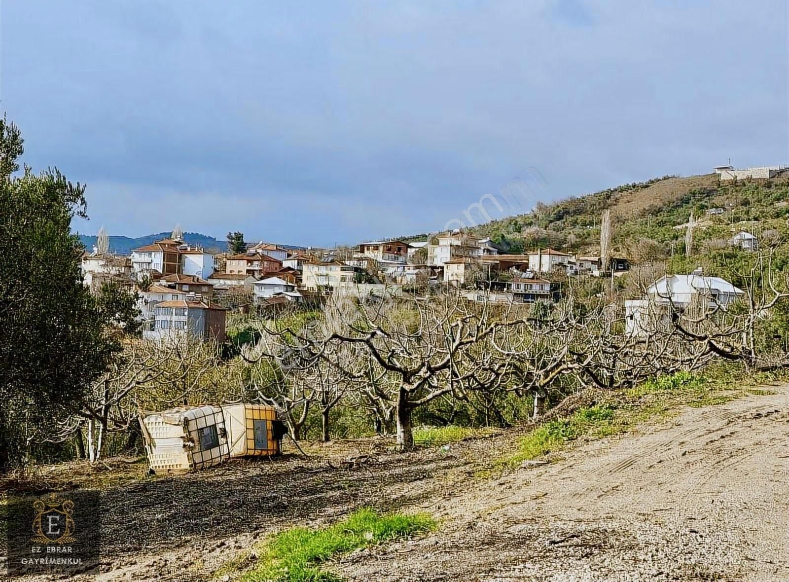 Mudanya İpekyaylada Yola Cepheli Satılık Zeytinlik - Görsel 12