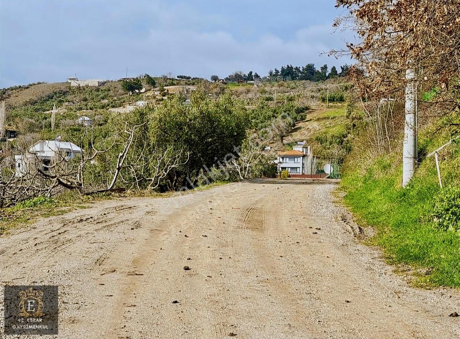 Mudanya İpekyaylada Yola Cepheli Satılık Zeytinlik - Görsel 29