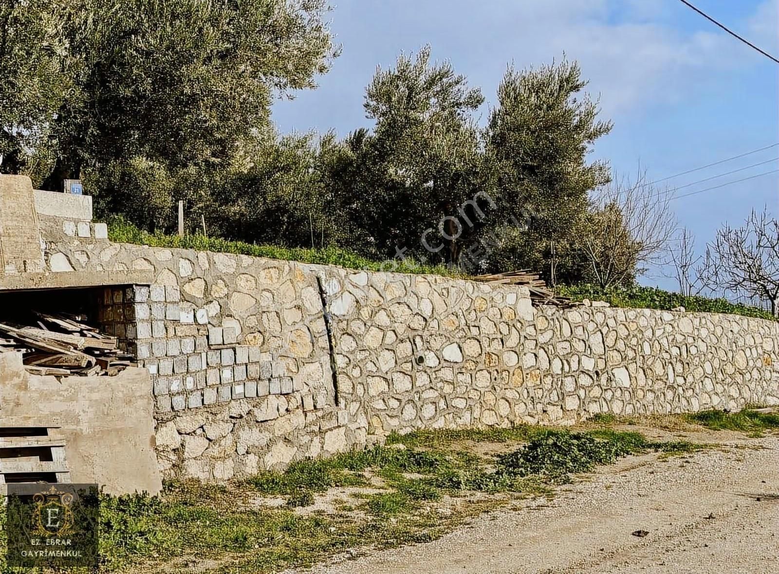 Mudanya İpekyaylada Yola Cepheli Satılık Zeytinlik - Görsel 22