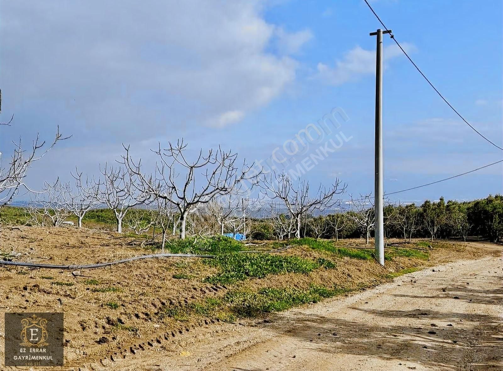 Mudanya İpekyaylada Yola Cepheli Satılık Zeytinlik - Görsel 3