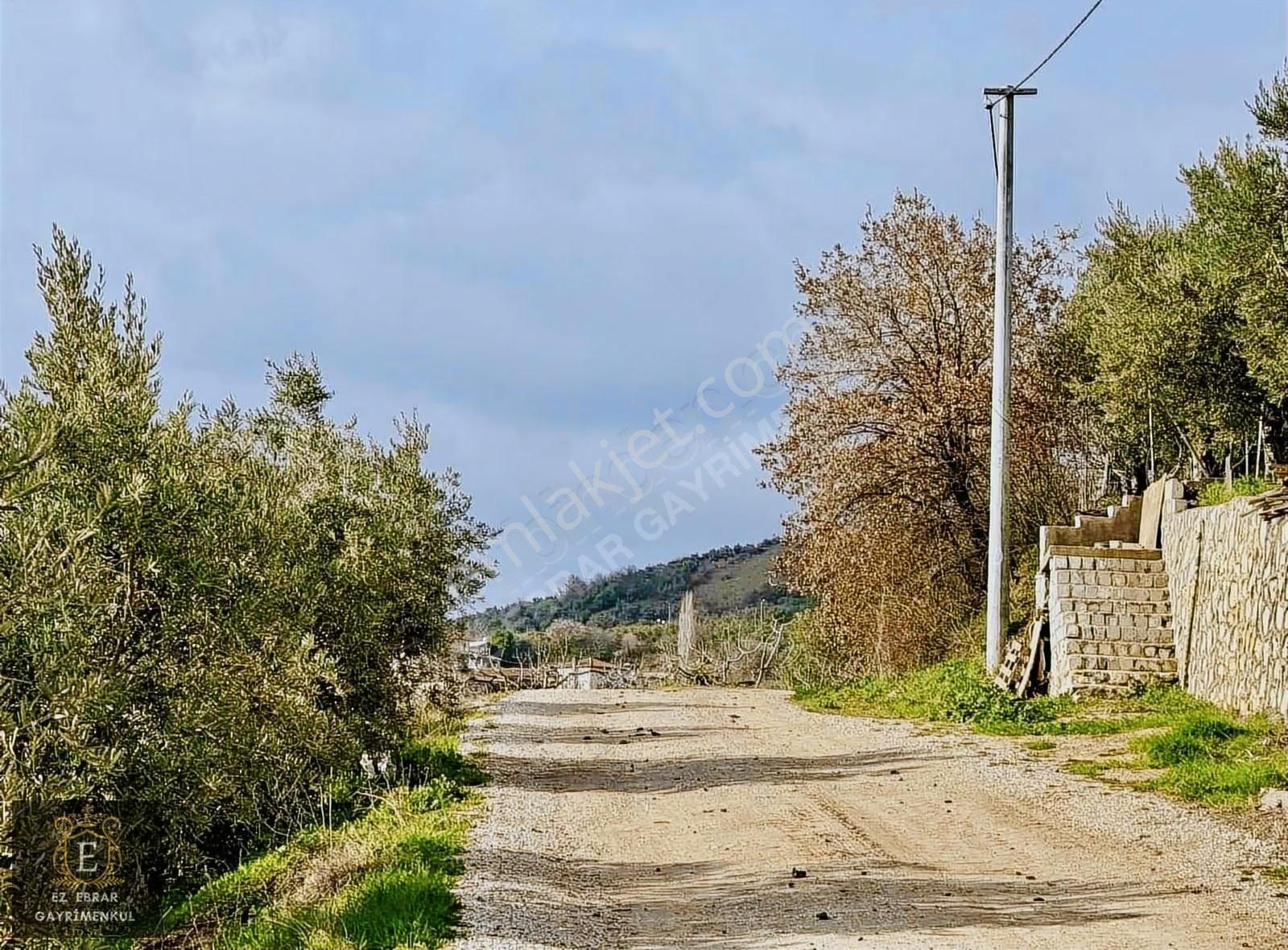 Mudanya İpekyaylada Yola Cepheli Satılık Zeytinlik - Görsel 19