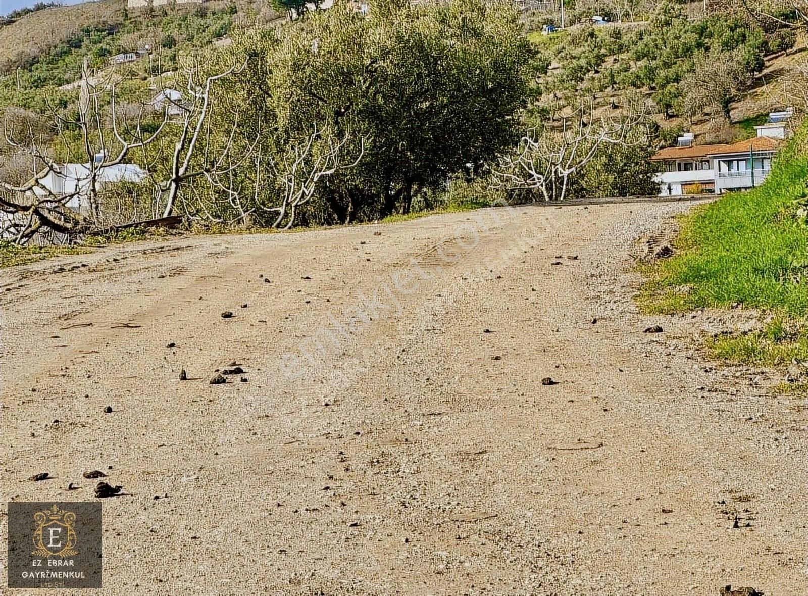 Mudanya İpekyaylada Yola Cepheli Satılık Zeytinlik - Görsel 4