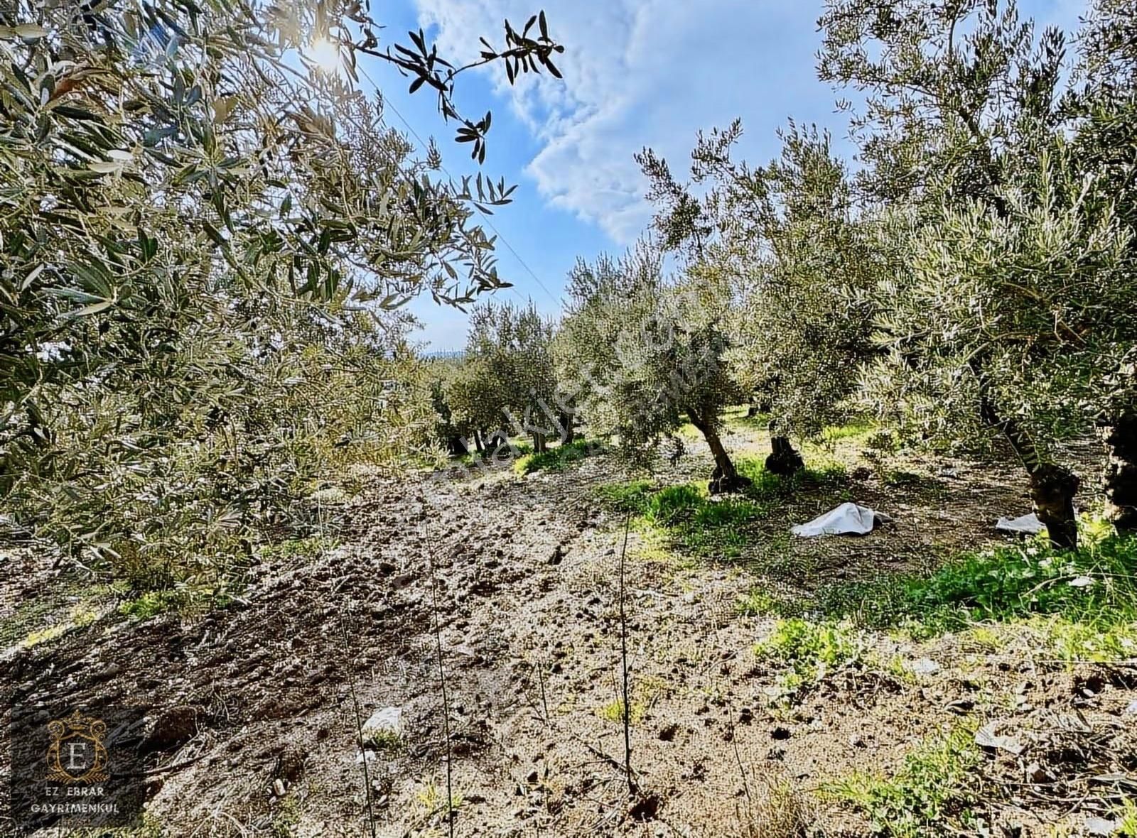 Mudanya İpekyaylada Yola Cepheli Satılık Zeytinlik - Görsel 27