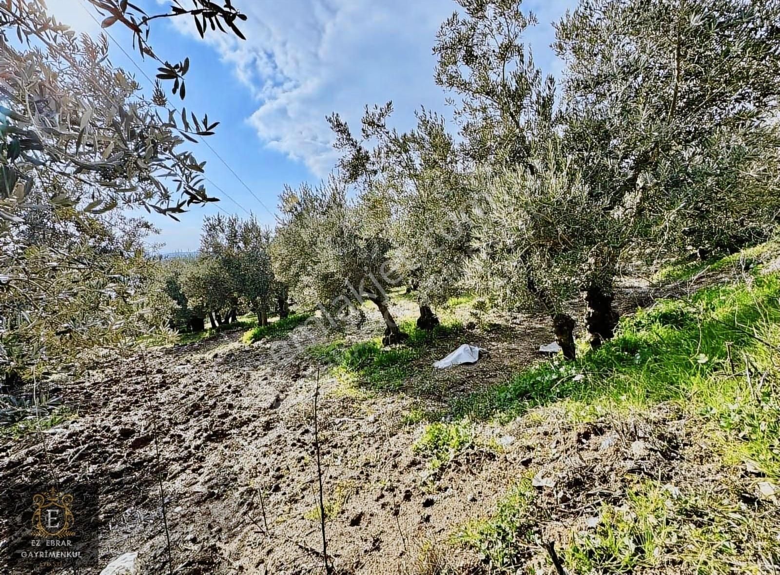 Mudanya İpekyaylada Yola Cepheli Satılık Zeytinlik - Görsel 26