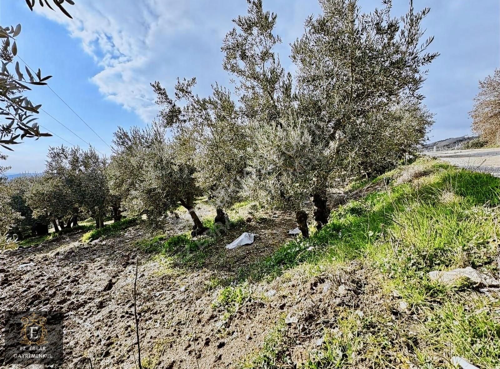 Mudanya İpekyaylada Yola Cepheli Satılık Zeytinlik - Görsel 8