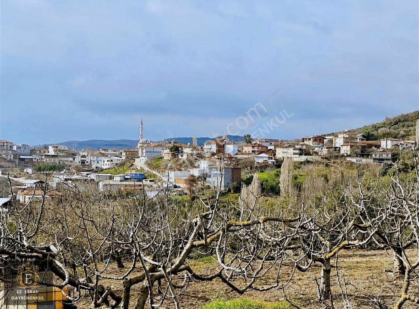 Mudanya İpekyaylada Yola Cepheli Satılık Zeytinlik
