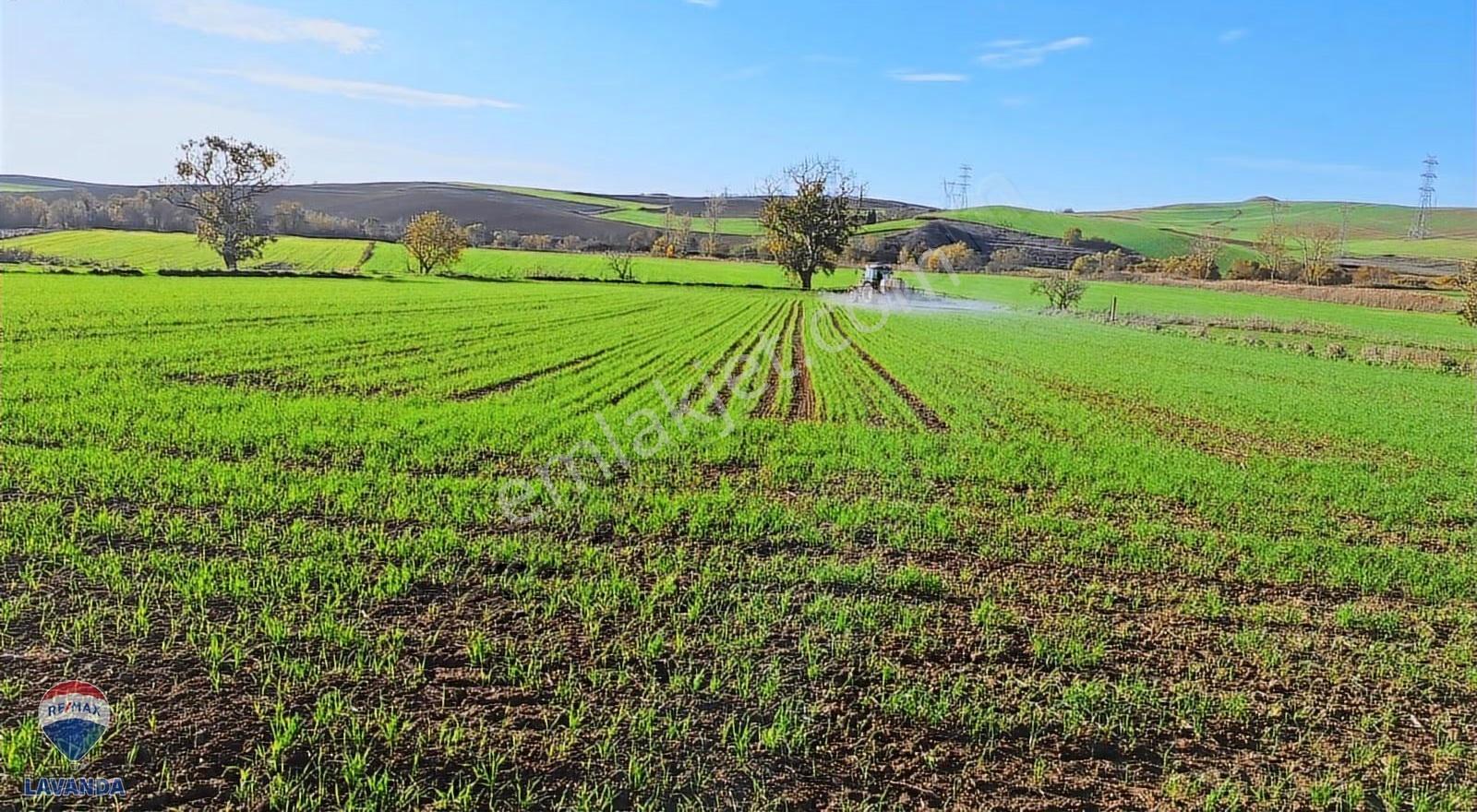 Remax Lavandadan Tekirdağ Muratlı Balabanlı Da Yatırımlık Tarla - Görsel 3