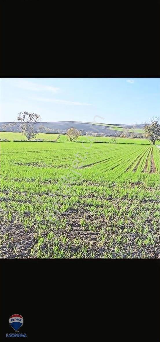 Remax Lavandadan Tekirdağ Muratlı Balabanlı Da Yatırımlık Tarla - Görsel 4
