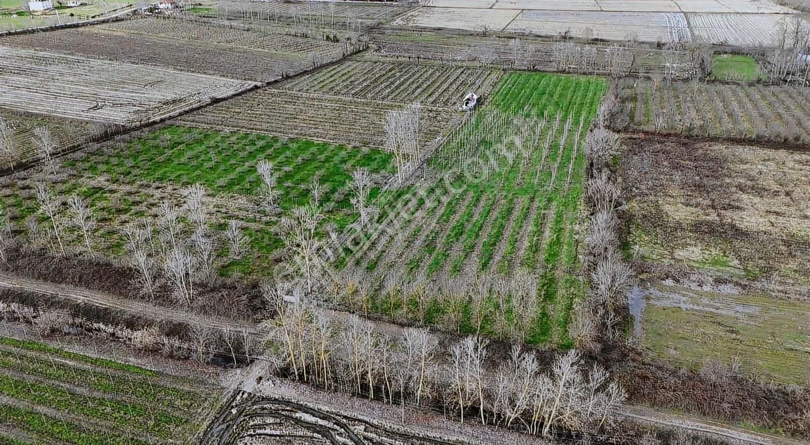 Öz-emmaxdan Terme İmanalisi Köyünde 3754 M2 Satılık Tarla - Görsel 6