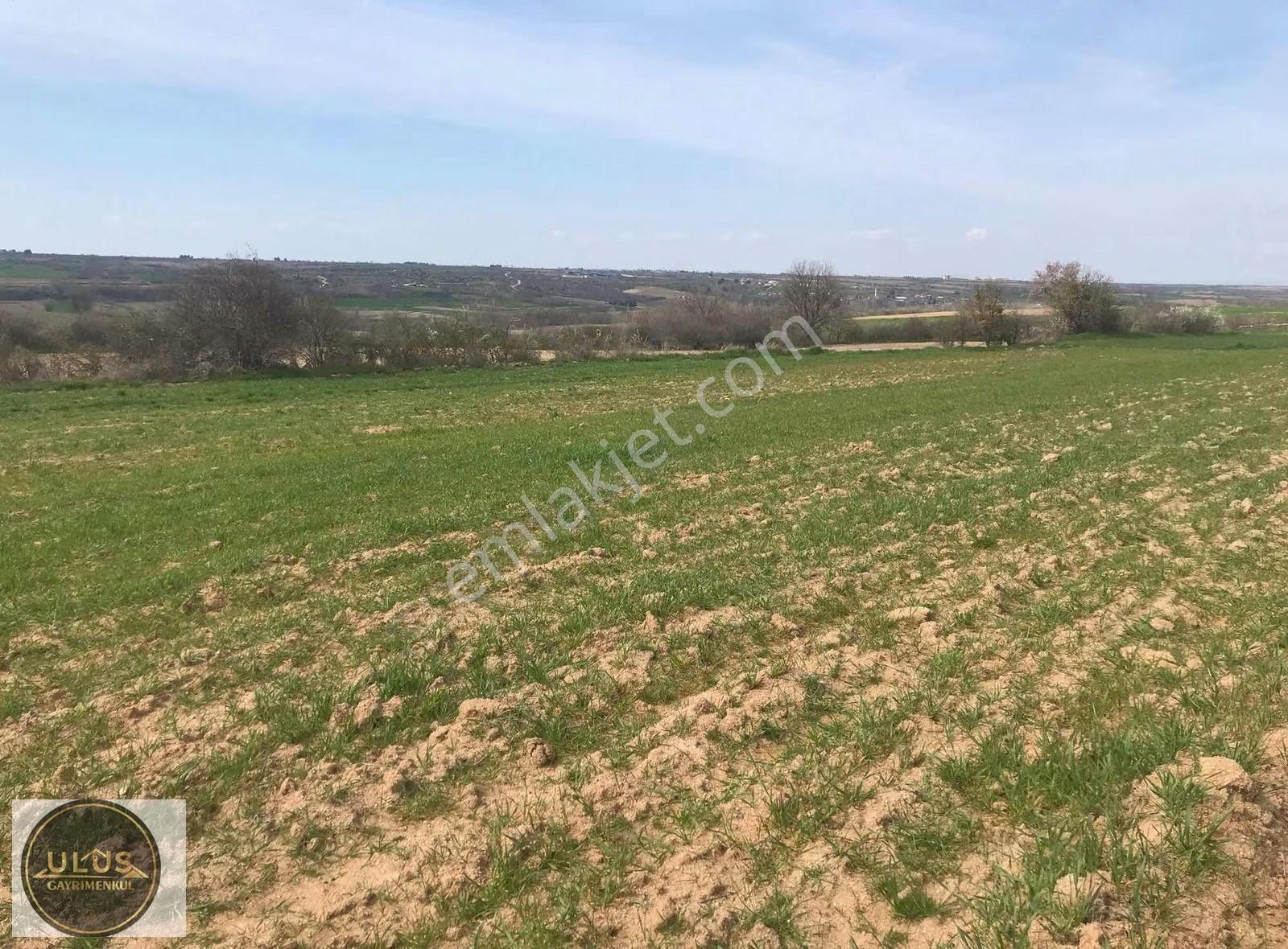 Kırklareli Babaeski Yeniköyde 1400 M2 Bağ Tapulu Satılık Tarla - Görsel 3