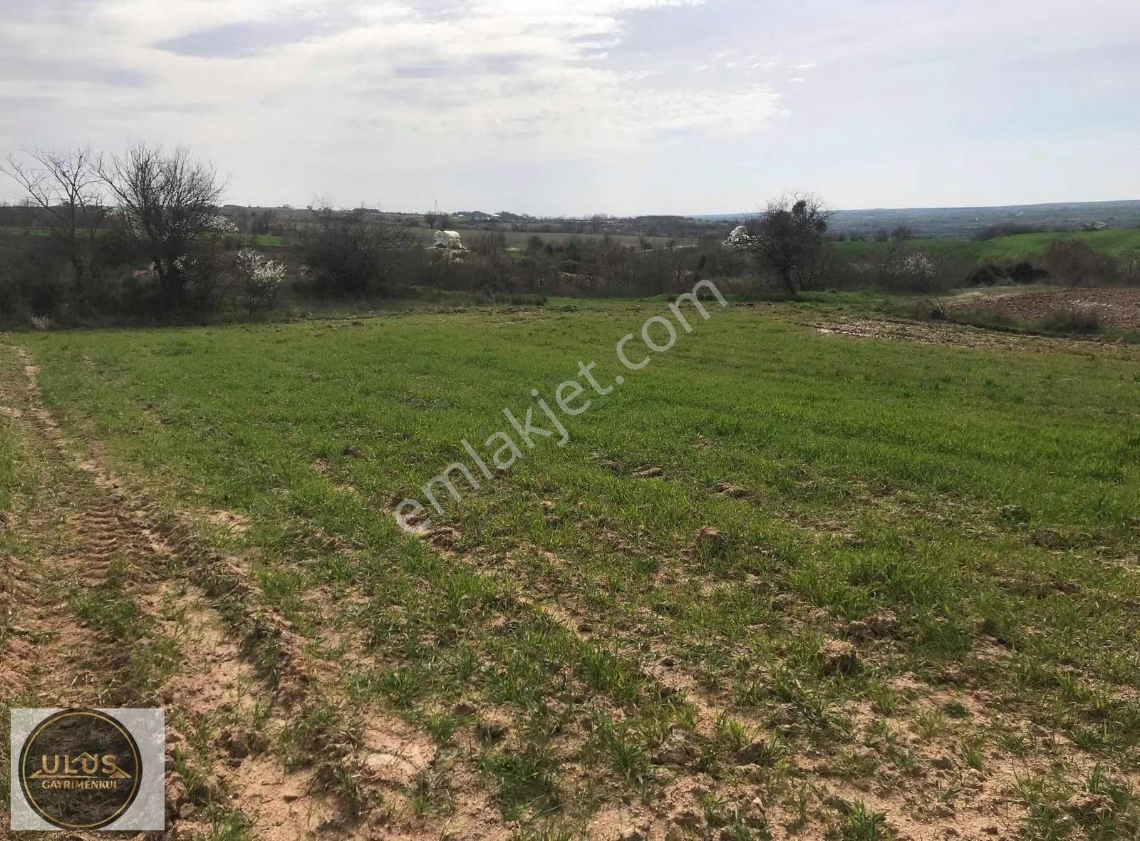 Kırklareli Babaeski Yeniköyde 1400 M2 Bağ Tapulu Satılık Tarla