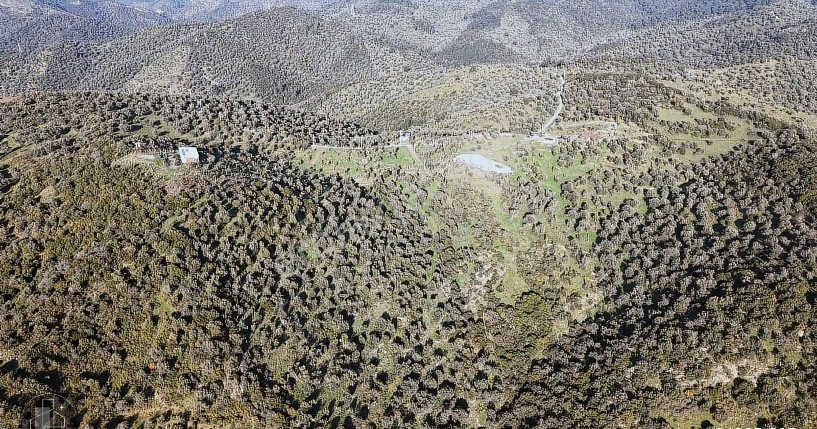 İzmir Seferihisar Ulamış Mahallesinde 19.542m² Satılık Zeytinlik - Görsel 13