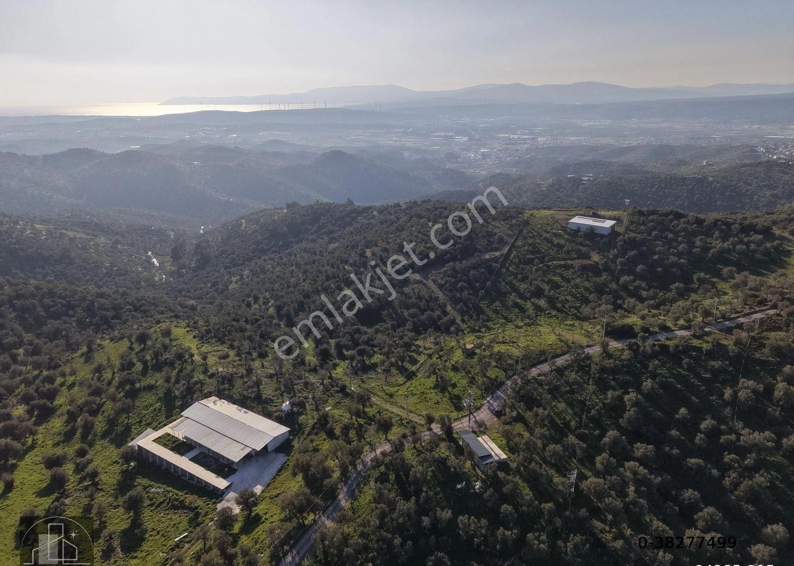 İzmir Seferihisar Ulamış Mahallesinde 19.542m² Satılık Zeytinlik - Görsel 2