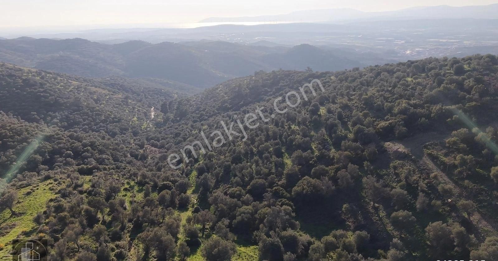 İzmir Seferihisar Ulamış Mahallesinde 19.542m² Satılık Zeytinlik - Görsel 7