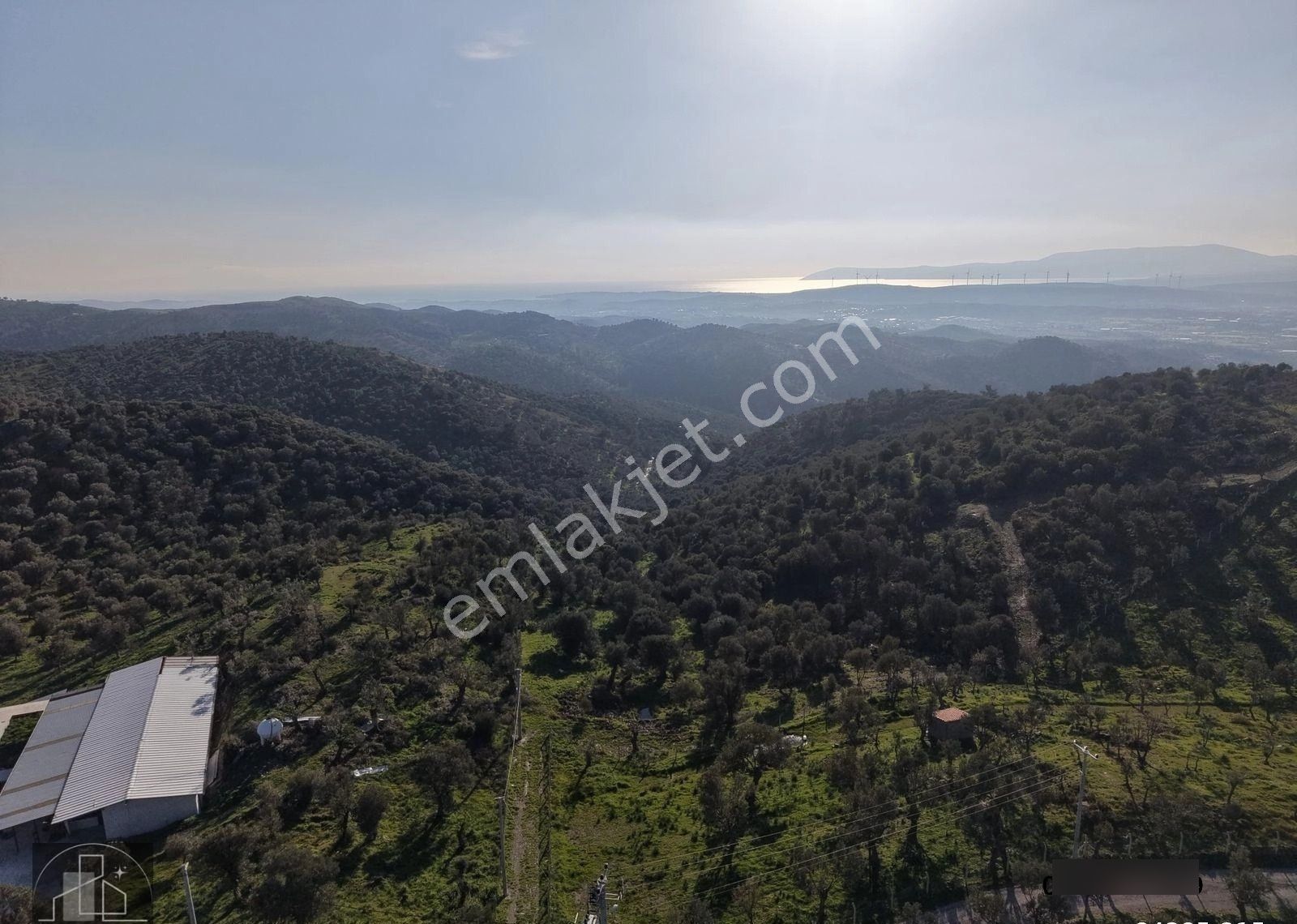 İzmir Seferihisar Ulamış Mahallesinde 19.542m² Satılık Zeytinlik - Görsel 3