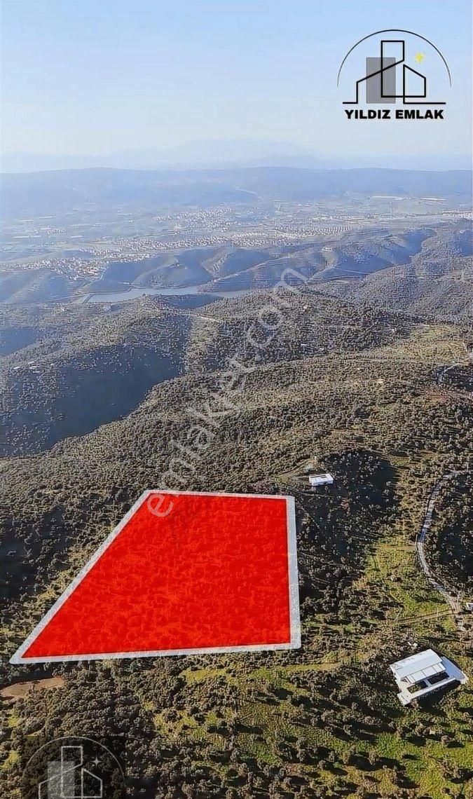 İzmir Seferihisar Ulamış Mahallesinde 19.542m² Satılık Zeytinlik