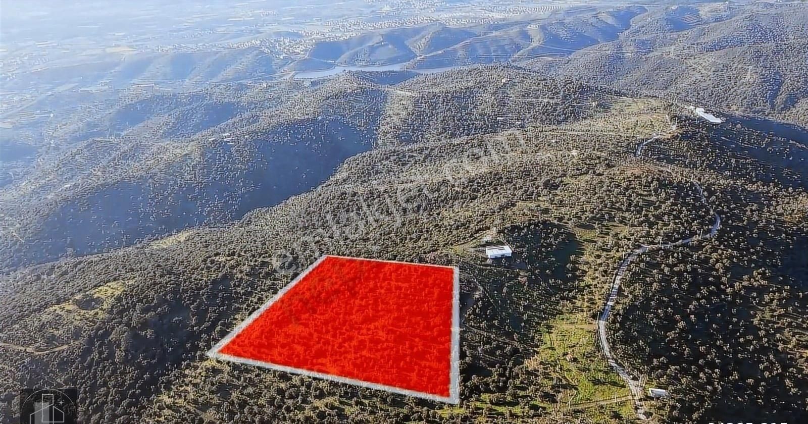 İzmir Seferihisar Ulamış Mahallesinde 19.542m² Satılık Zeytinlik - Görsel 18