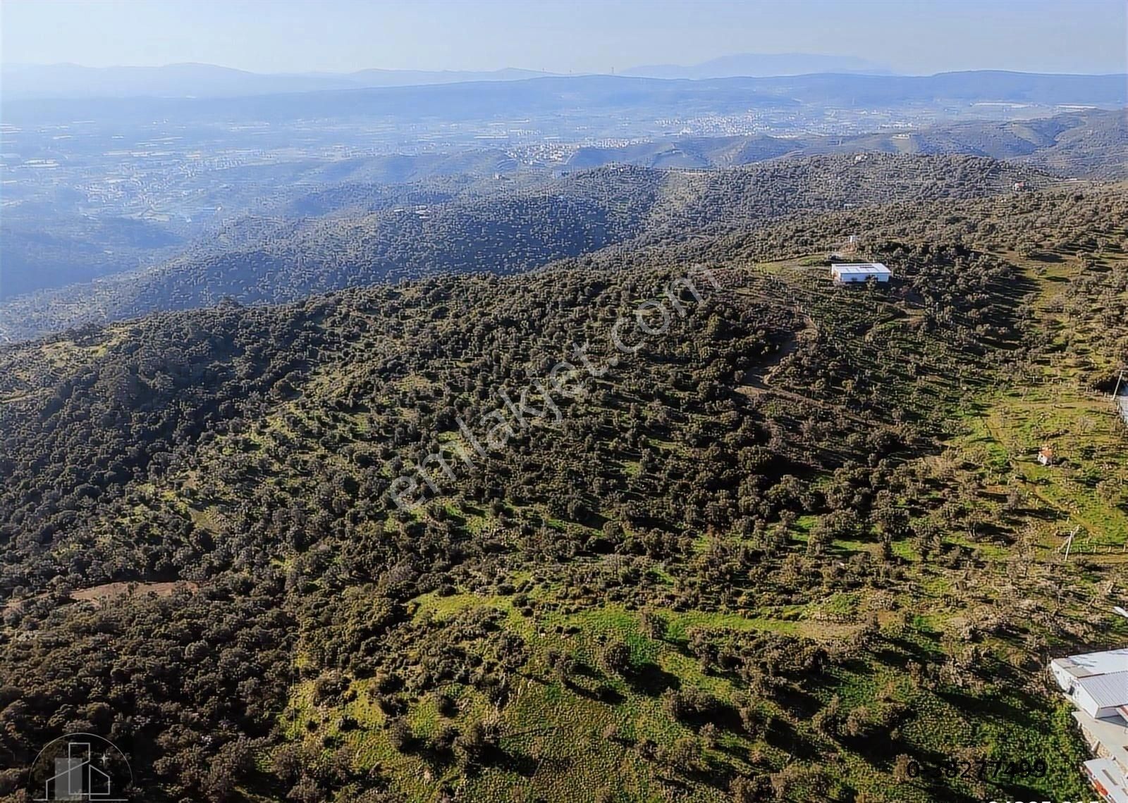 İzmir Seferihisar Ulamış Mahallesinde 19.542m² Satılık Zeytinlik - Görsel 12