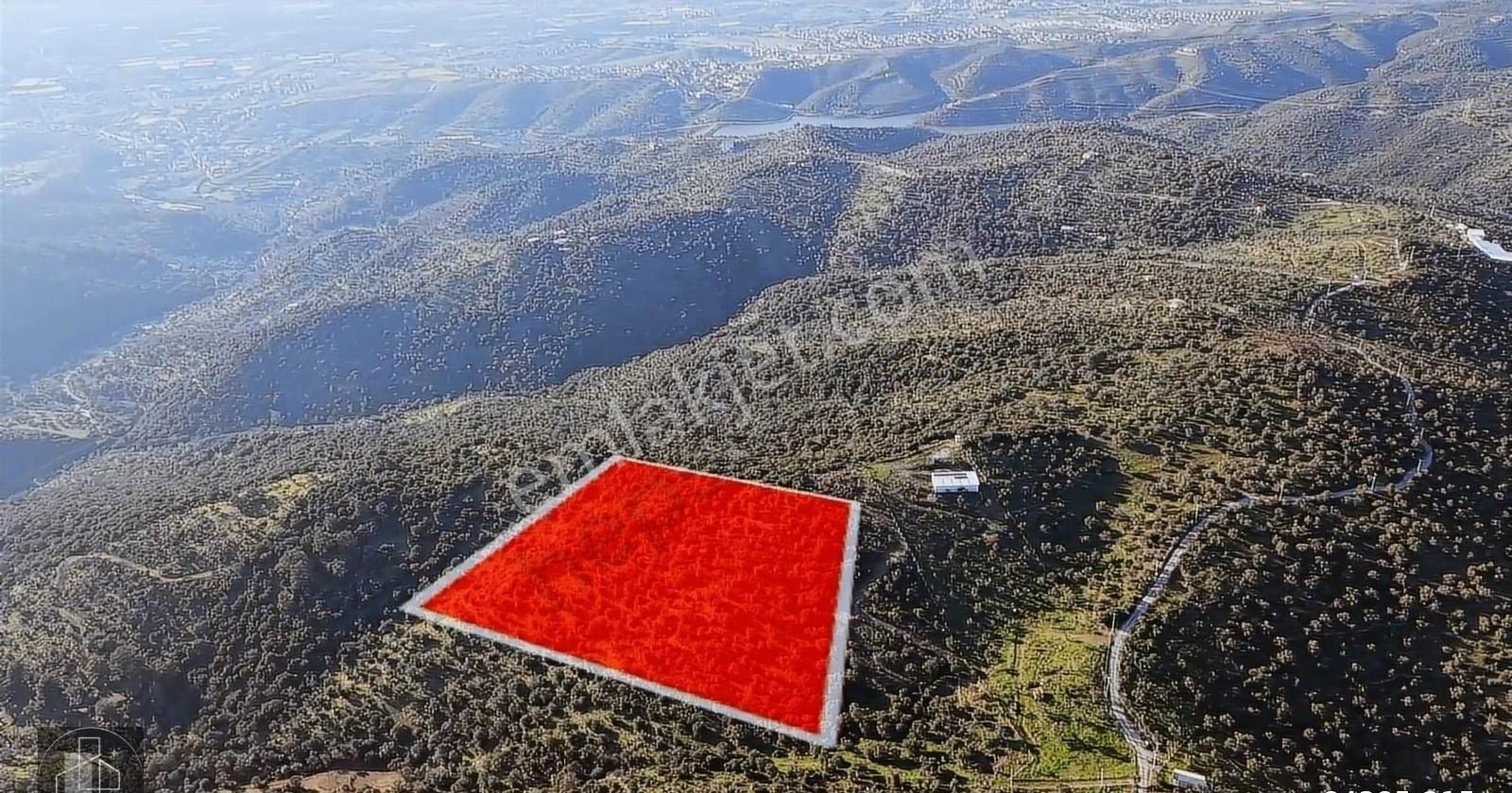 İzmir Seferihisar Ulamış Mahallesinde 19.542m² Satılık Zeytinlik - Görsel 11