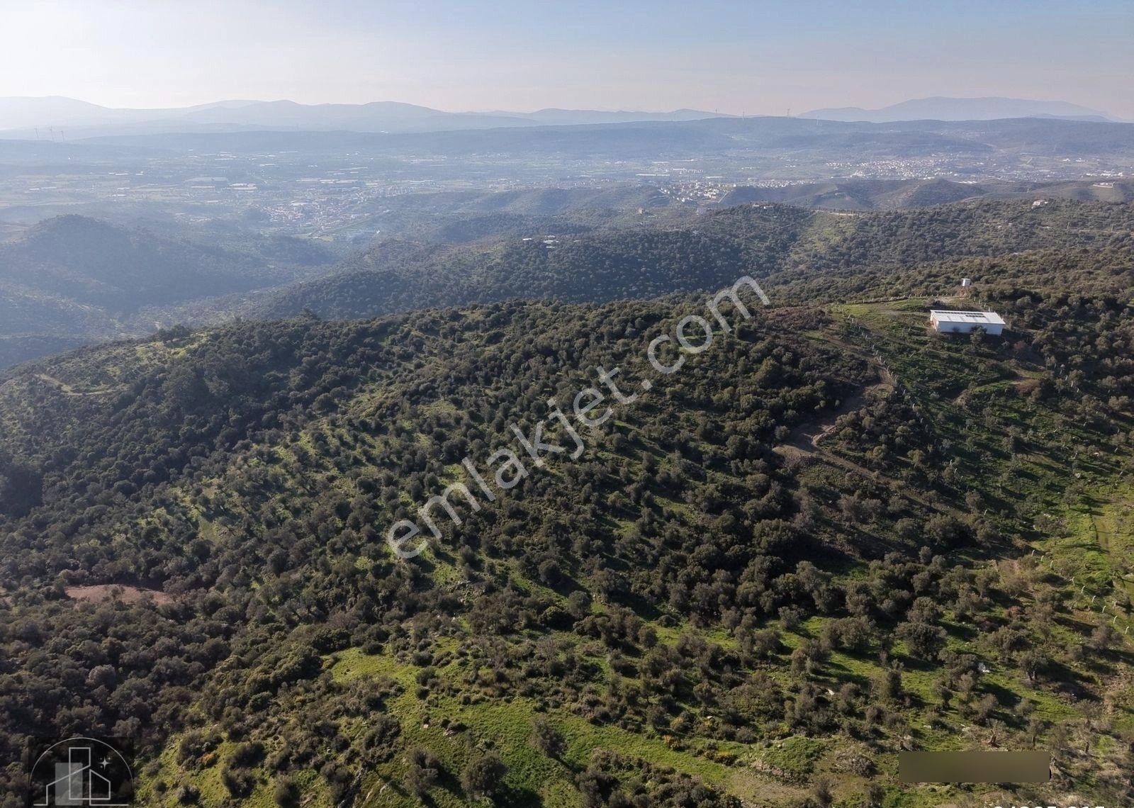 İzmir Seferihisar Ulamış Mahallesinde 19.542m² Satılık Zeytinlik - Görsel 14