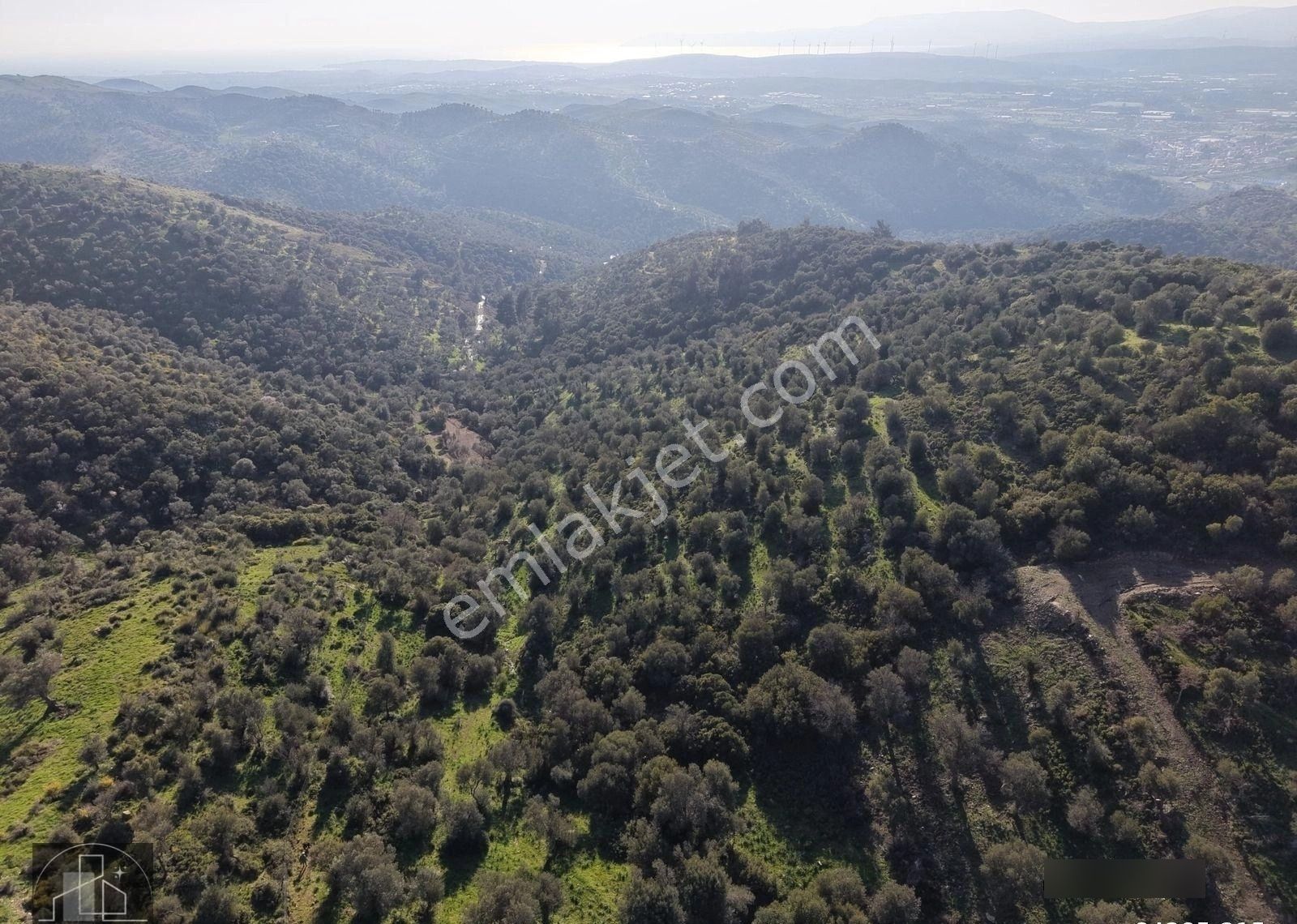 İzmir Seferihisar Ulamış Mahallesinde 19.542m² Satılık Zeytinlik - Görsel 4