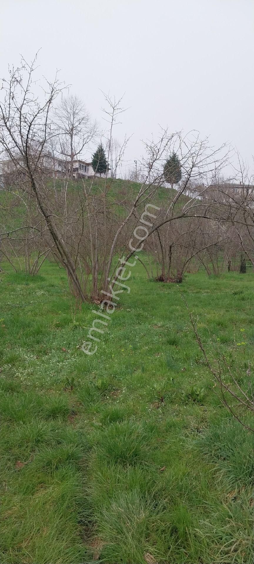Yaşam Emlak Tan Satılık Bağ Bahçe - Görsel 7