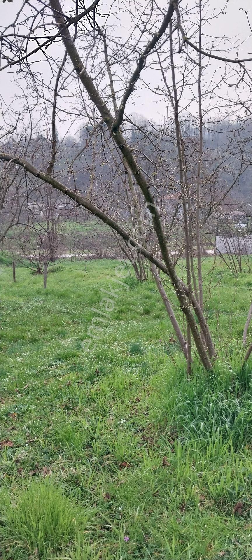 Yaşam Emlak Tan Satılık Bağ Bahçe - Görsel 3