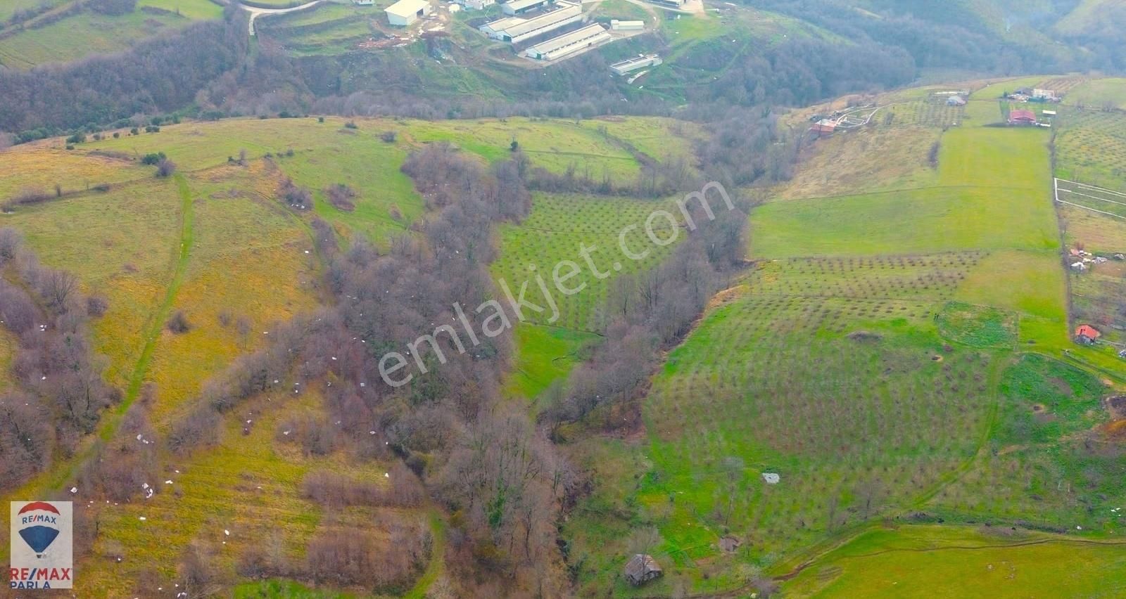 Remax Parla | Kurugökçe'de 11.5 Dönüm Tek Tapulu Fındık Bahçesi! - Görsel 4