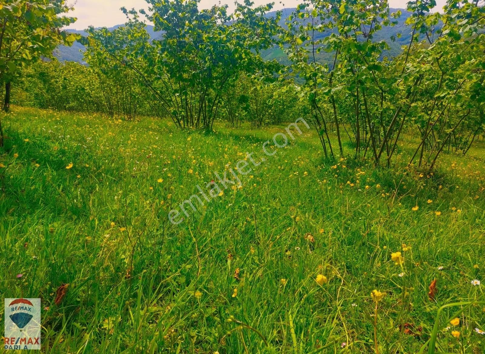 Remax Parla | Kurugökçe'de 11.5 Dönüm Tek Tapulu Fındık Bahçesi! - Görsel 2