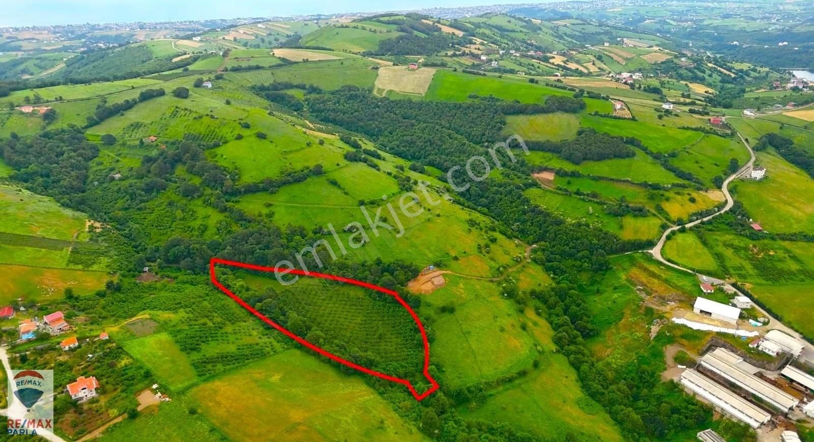 Remax Parla | Kurugökçe'de 11.5 Dönüm Tek Tapulu Fındık Bahçesi!