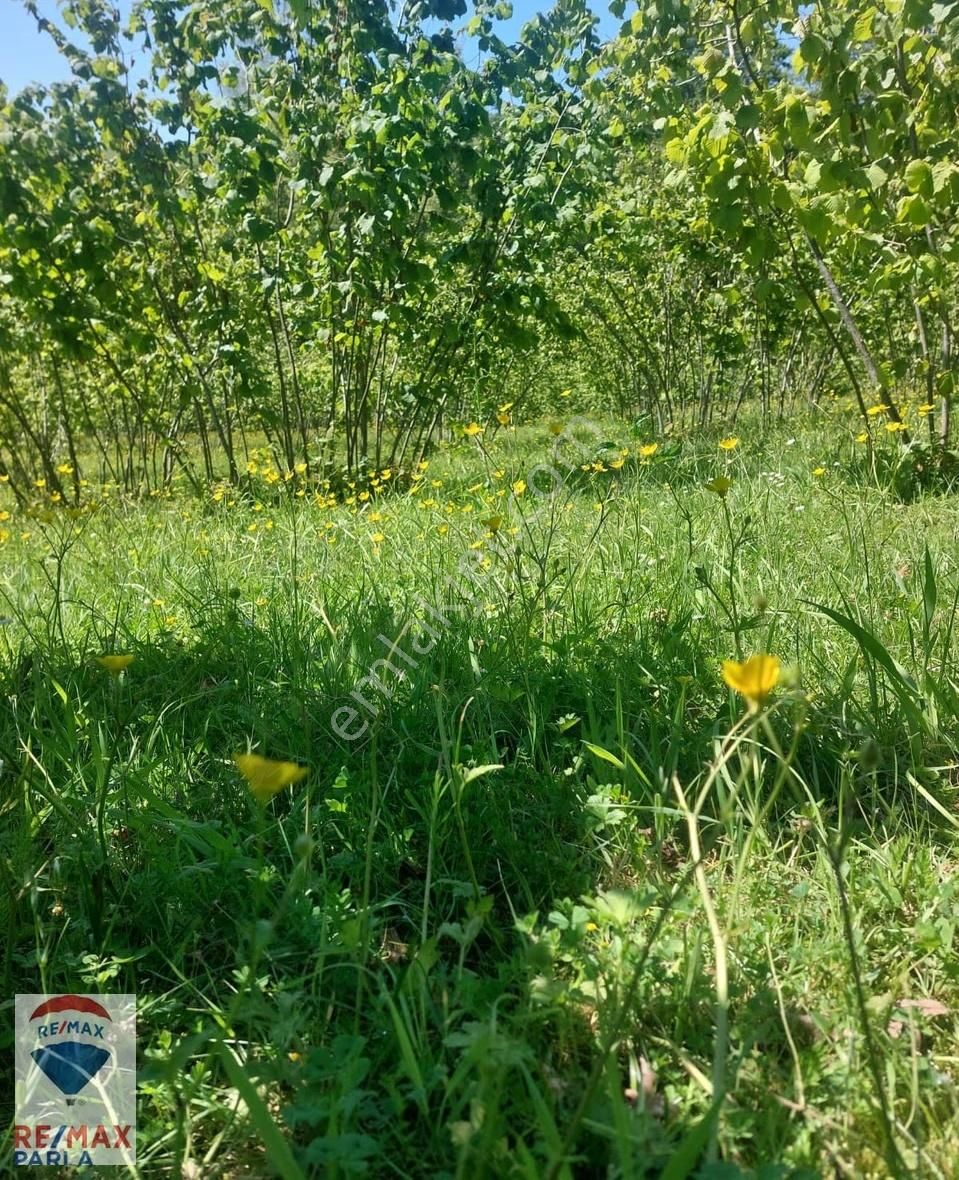 Remax Parla | Kurugökçe'de 11.5 Dönüm Tek Tapulu Fındık Bahçesi! - Görsel 9