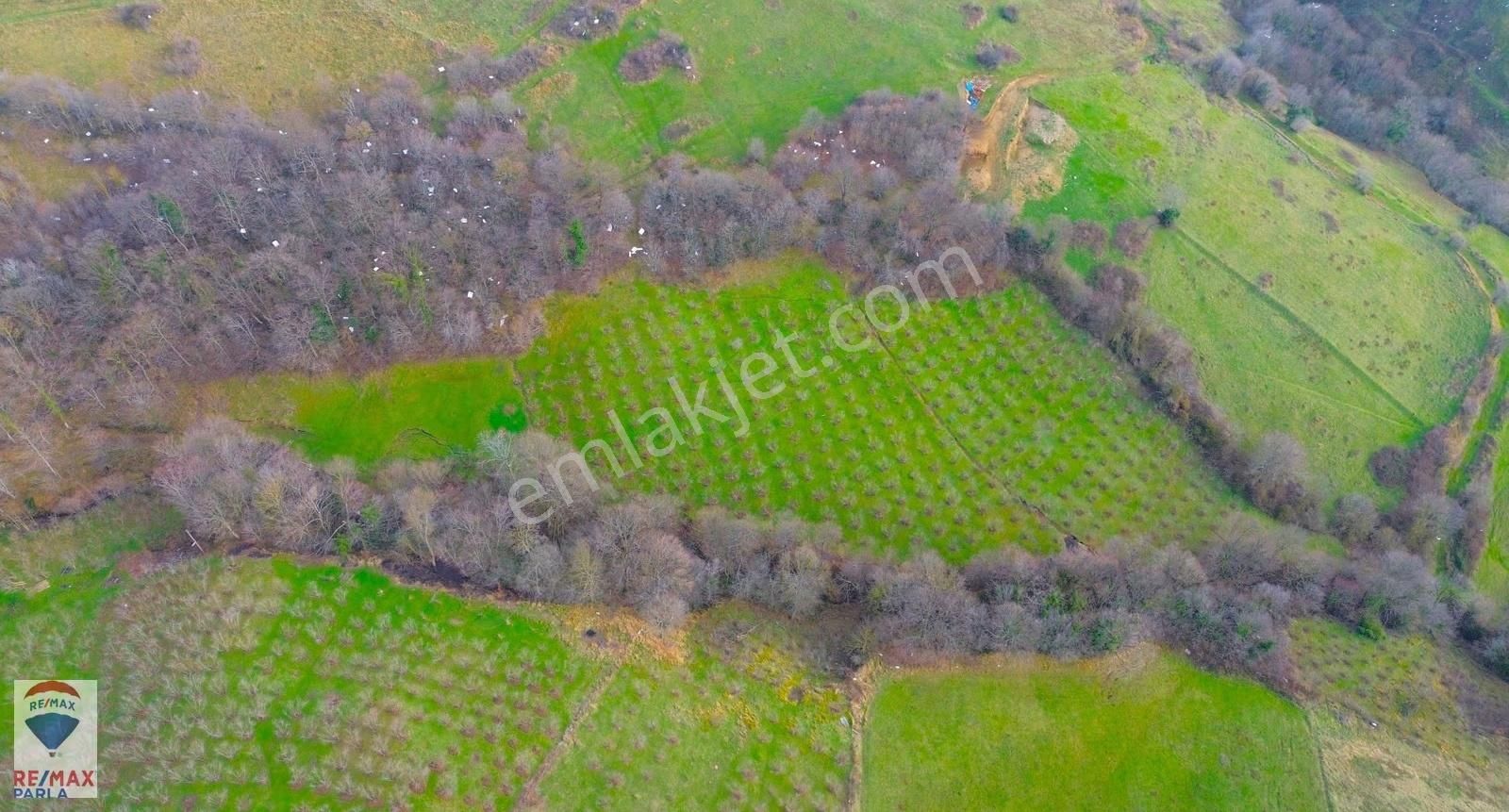 Remax Parla | Kurugökçe'de 11.5 Dönüm Tek Tapulu Fındık Bahçesi! - Görsel 22