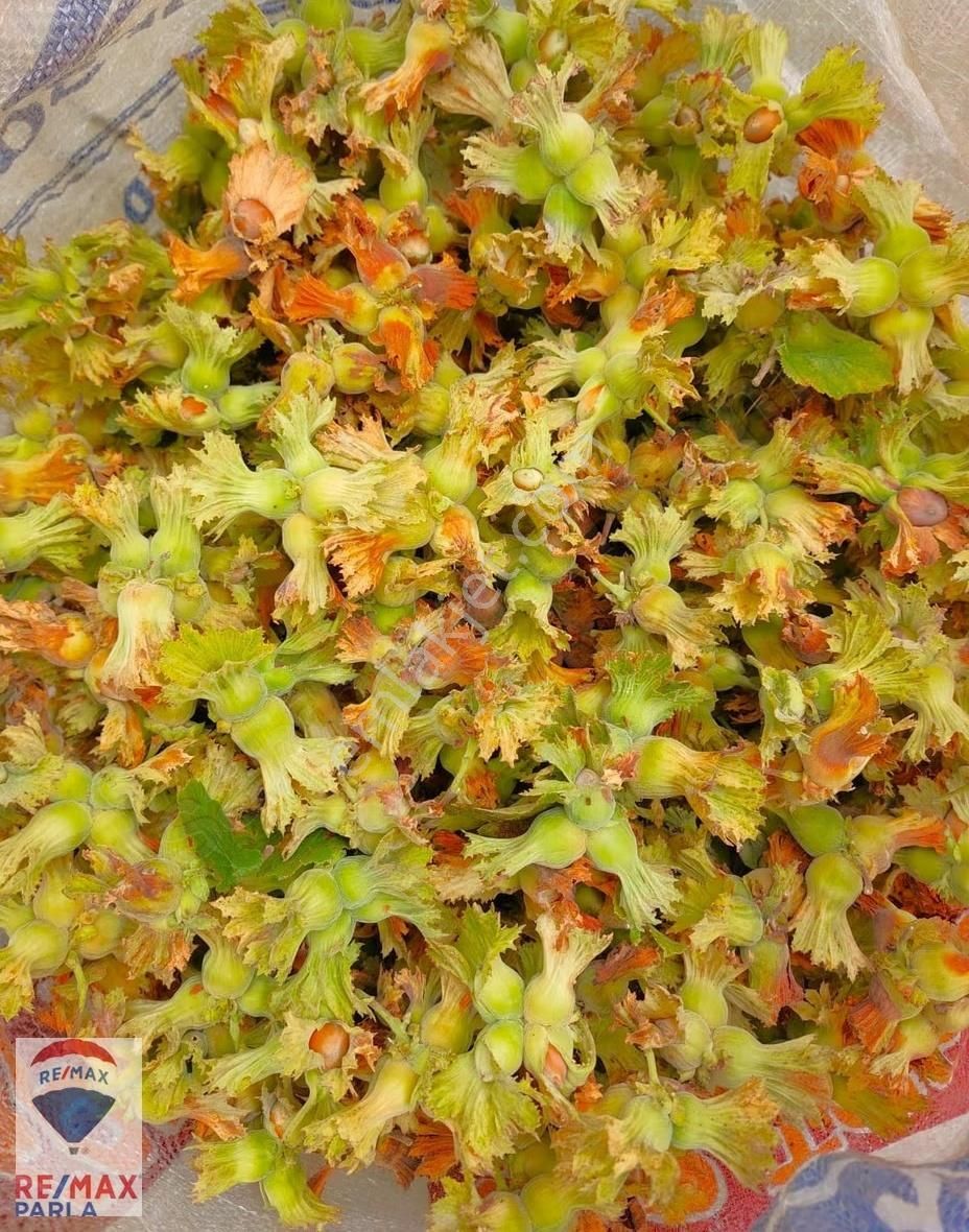 Remax Parla | Kurugökçe'de 11.5 Dönüm Tek Tapulu Fındık Bahçesi! - Görsel 27