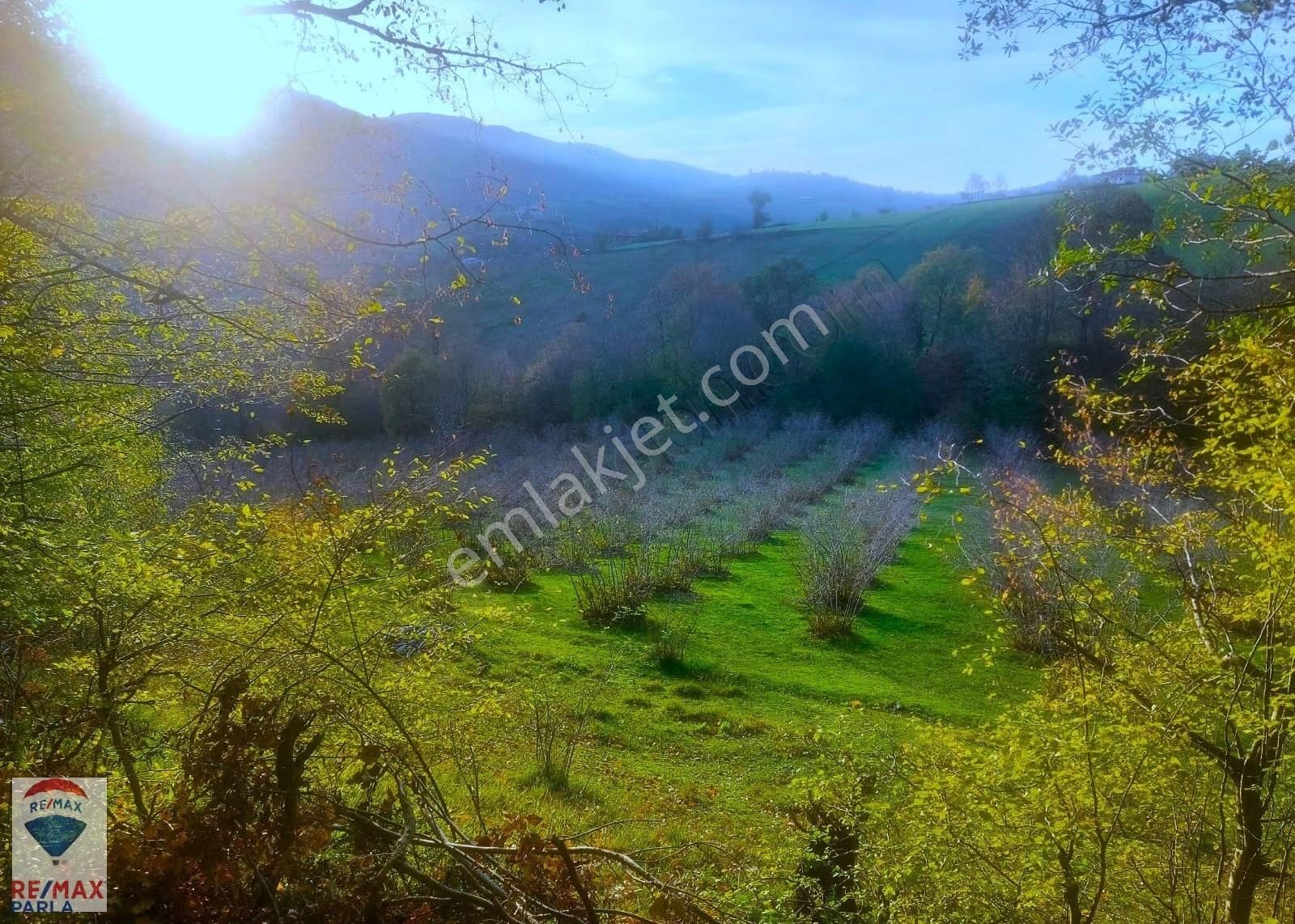 Remax Parla | Kurugökçe'de 11.5 Dönüm Tek Tapulu Fındık Bahçesi! - Görsel 25