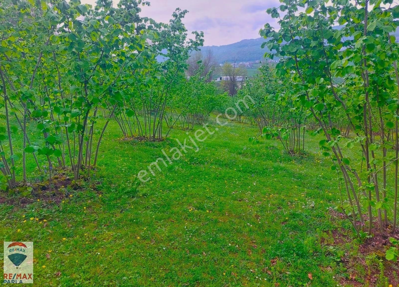 Remax Parla | Kurugökçe'de 11.5 Dönüm Tek Tapulu Fındık Bahçesi! - Görsel 7