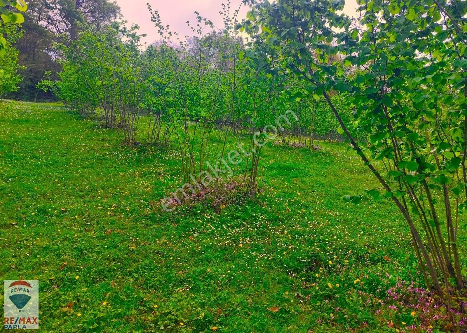 Remax Parla | Kurugökçe'de 11.5 Dönüm Tek Tapulu Fındık Bahçesi! - Görsel 10