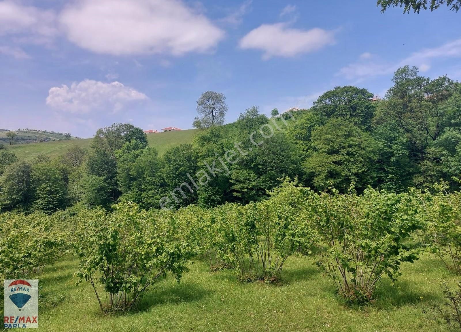 Remax Parla | Kurugökçe'de 11.5 Dönüm Tek Tapulu Fındık Bahçesi! - Görsel 11