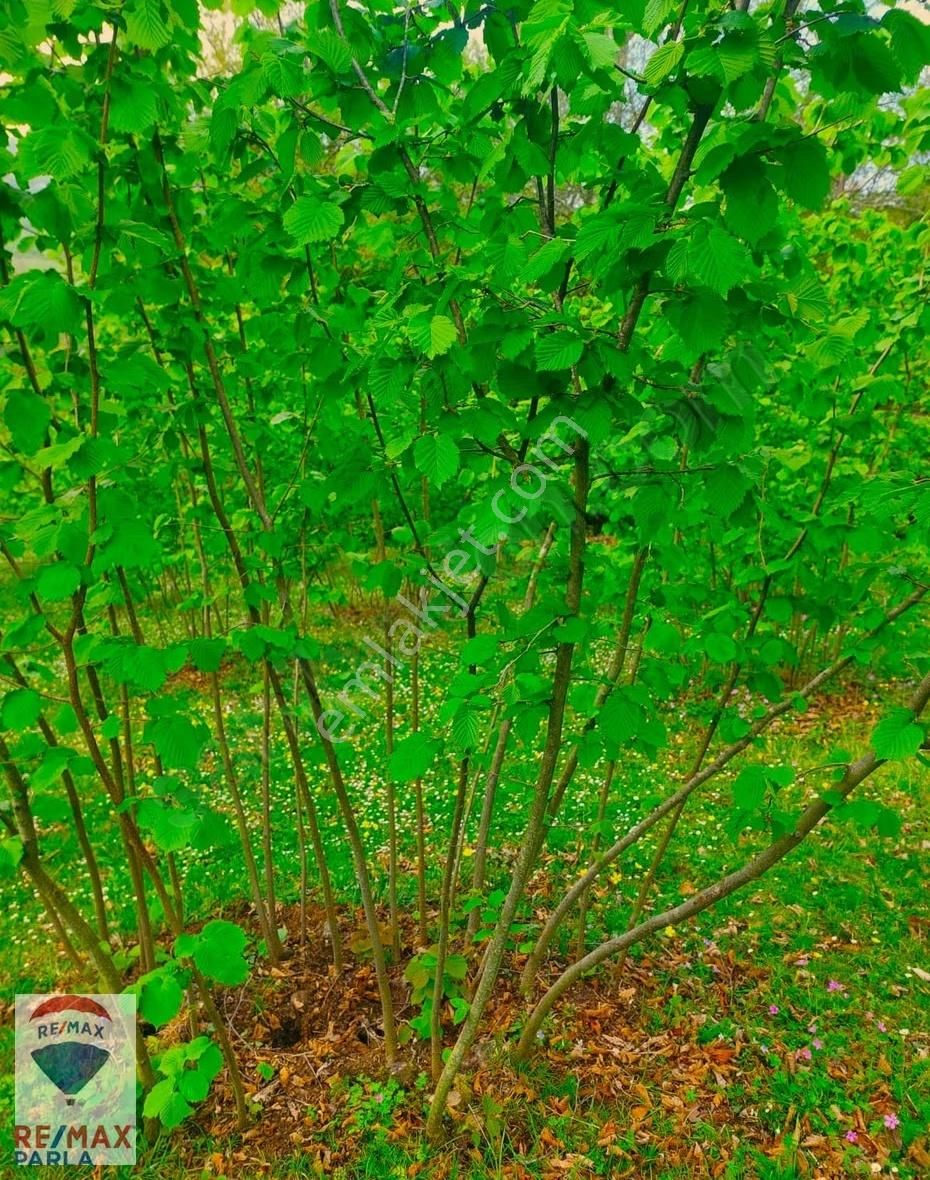 Remax Parla | Kurugökçe'de 11.5 Dönüm Tek Tapulu Fındık Bahçesi! - Görsel 15