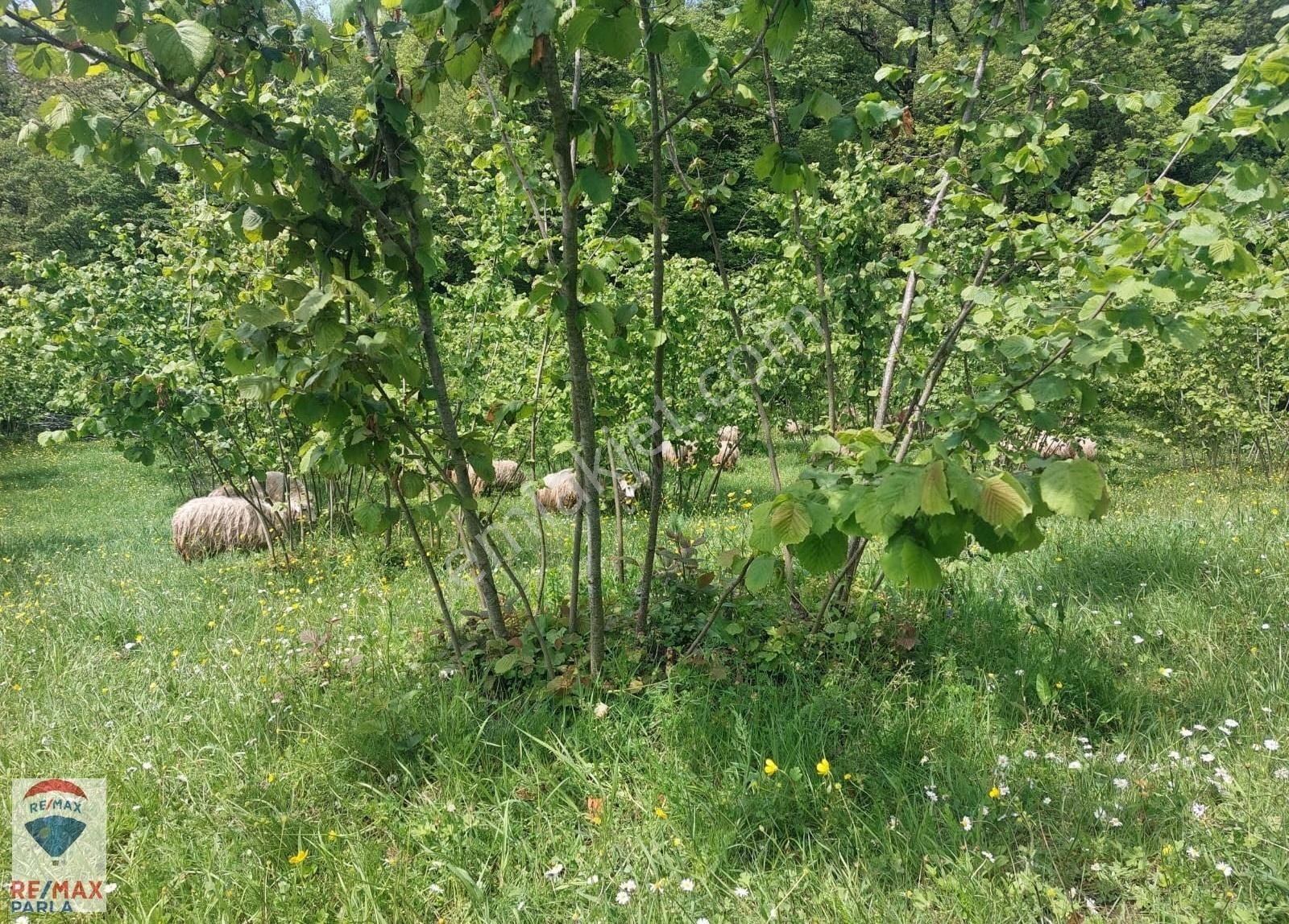 Remax Parla | Kurugökçe'de 11.5 Dönüm Tek Tapulu Fındık Bahçesi! - Görsel 17