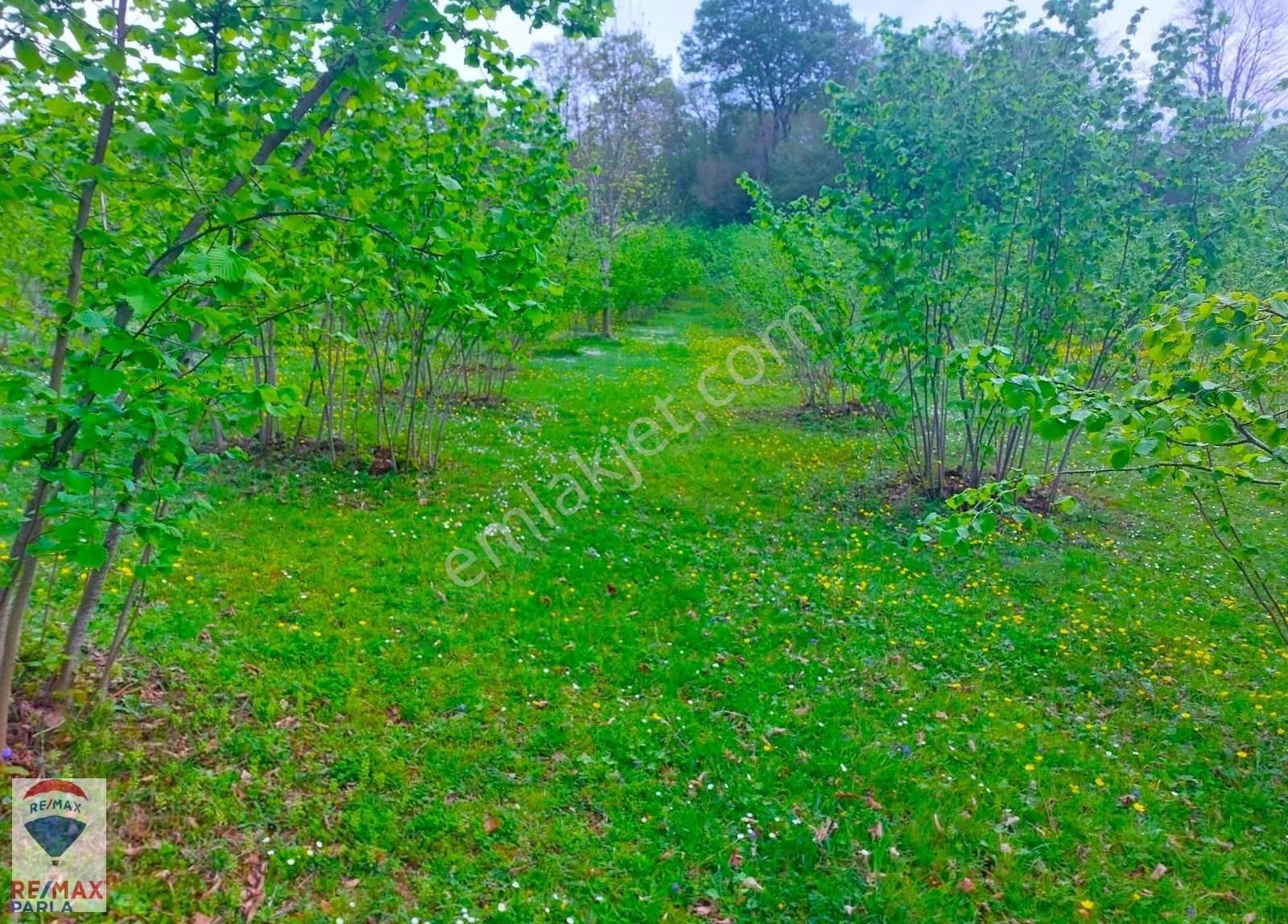 Remax Parla | Kurugökçe'de 11.5 Dönüm Tek Tapulu Fındık Bahçesi! - Görsel 28